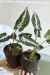 SINGONIO WENDLANDII