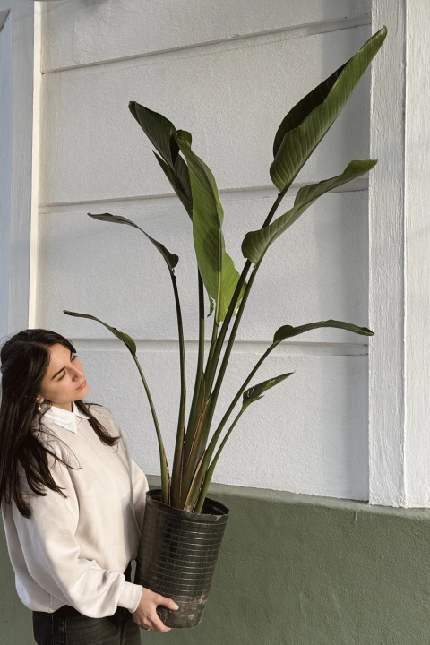 STRELITZIA NICOLAII XG