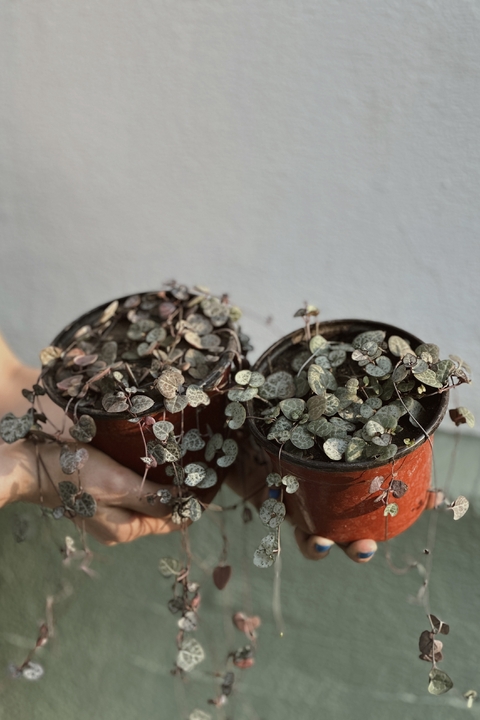 CEROPEGIA WOODII