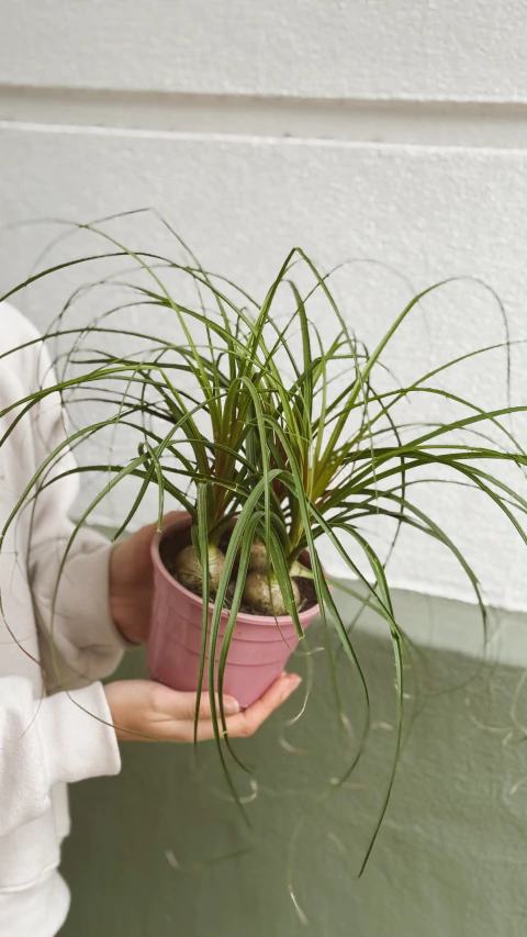 NOLINA - comprar online