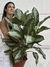 AGLAONEMA PATAYA XG en internet
