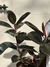 FICUS ELÁSTICA CABERNET - comprar online