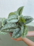 SCINDAPSUS - POTUS PLATEADO O SILVER