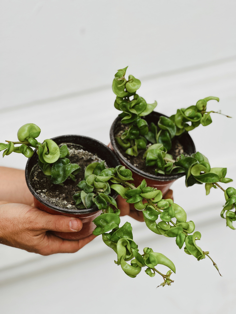 HOYA COMPACTA