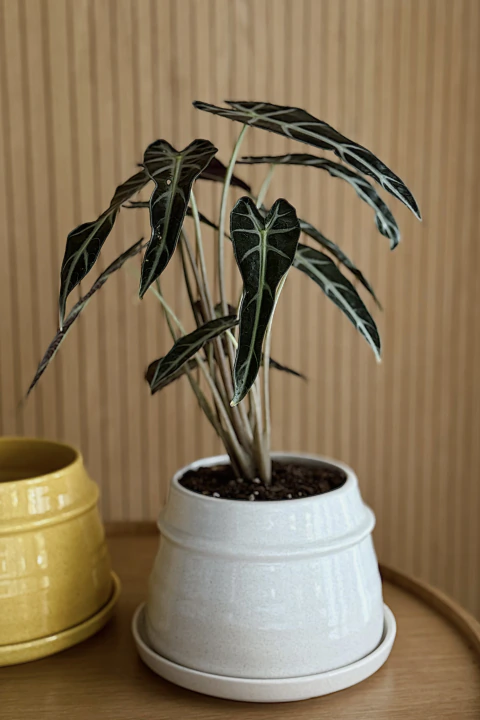 MACETA SATURNO - Atelier Botánico | Plantas Y Cosas Lindas
