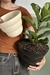 MACETA CAIRO - Atelier Botánico | Plantas y cosas lindas