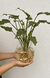JARRÓN OASIS - Atelier Botánico | Plantas y cosas lindas