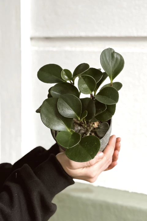 PEPEROMIA VERDE - comprar online