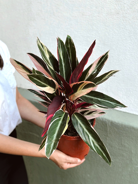 CALATHEA STROMANTHE "TRIOSTAR"