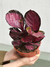 CALATHEA CRIMSON