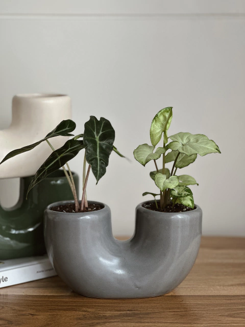 MACETA U CHICA - tienda online