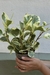 PEPEROMIA VARIEGADA