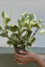 PEPEROMIA VARIEGADA - Atelier Botánico | Plantas Y Cosas Lindas