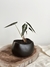 MACETA VOLCÁN - Atelier Botánico | Plantas y cosas lindas