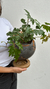 MACETA CRÁTER - Atelier Botánico | Plantas y cosas lindas