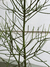 EUPHORBIA TIRUCALLI (ESQUELETO) - comprar online