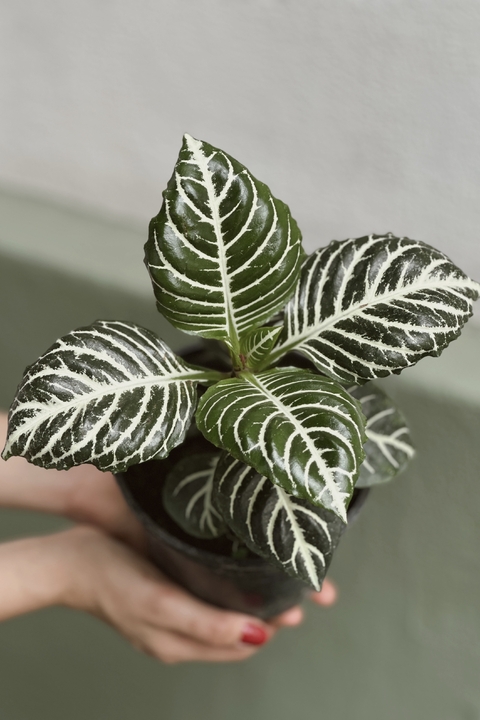 APHELANDRA
