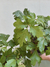 CISSUS