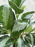AGLAONEMA PATAYA XG - Atelier Botánico | Plantas y cosas lindas