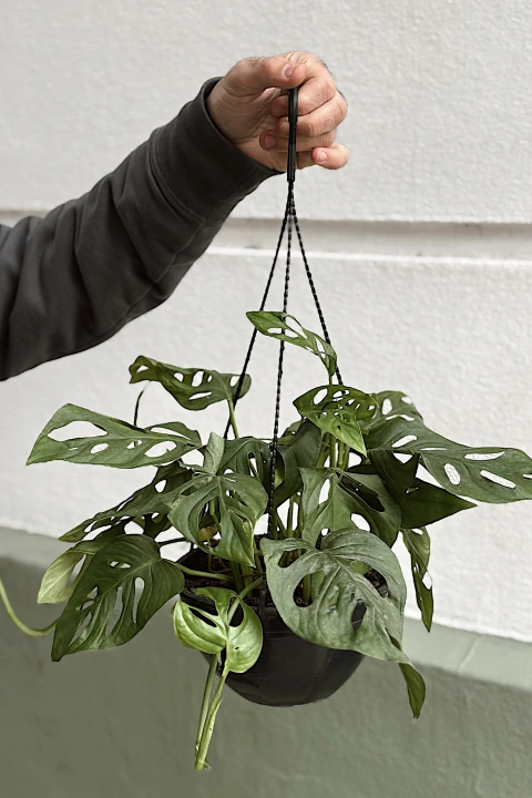 MONSTERA ADANSONII en internet