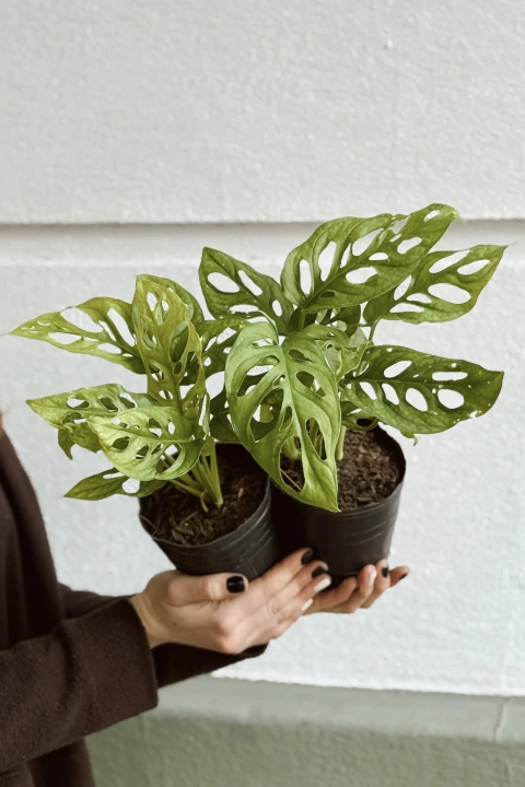 MONSTERA ADANSONII - comprar online