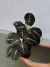 ALOCASIA BLACK VELVET