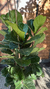FICUS PANDURATA XXG - comprar online
