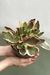 PEPEROMIA TRICOLOR