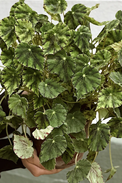 BEGONIA TIGRE