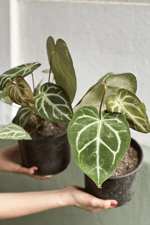ANTHURIUM CRYSTALLINUM