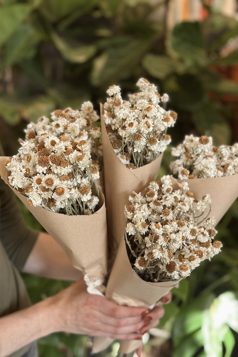 RAMO COPITO AMMOBIUM