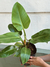 FILODENDRON IMPERIAL GREEN