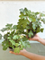 CISSUS - comprar online