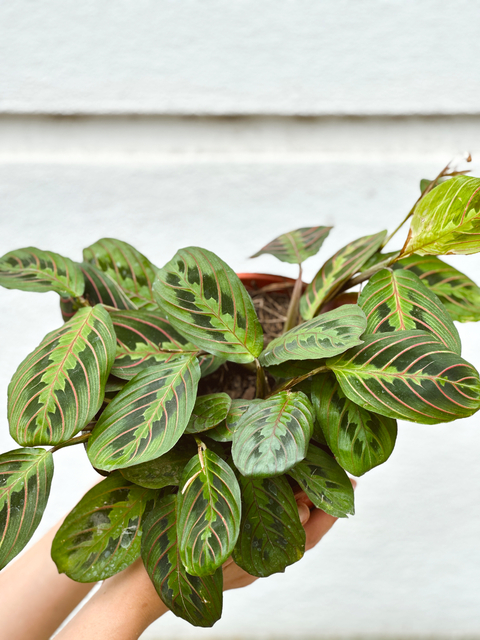 MARANTA TRICOLOR