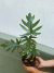FILODENDRON MAYOI "ELEGANS" - comprar online