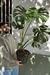 MONSTERA DELICIOSA XG