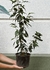 FICUS BENJAMINA