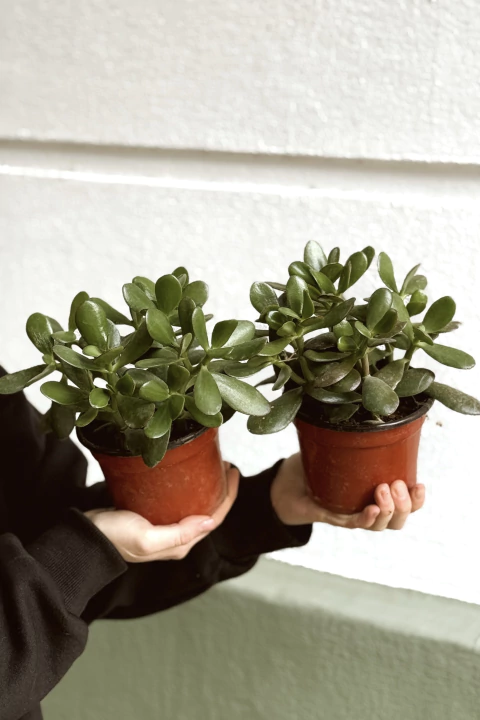 JADE - comprar online