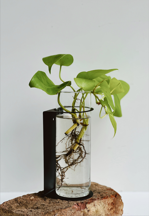 HIDROTERRARIO PARED NEGRO CON GAJITO