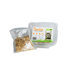 CAT GRASS SEEDS