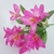 Folhagem Tropicália Pink