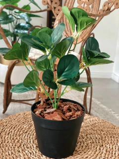 PEPEROMIA en internet