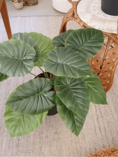 ALOCASIA / OREJA DE ELEFANTE en internet