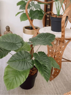 ALOCASIA / OREJA DE ELEFANTE - comprar online
