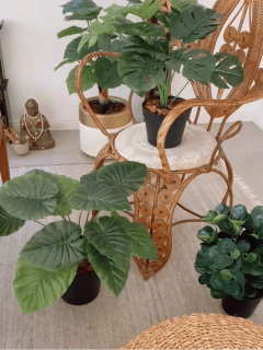 ALOCASIA / OREJA DE ELEFANTE - Petite Margot