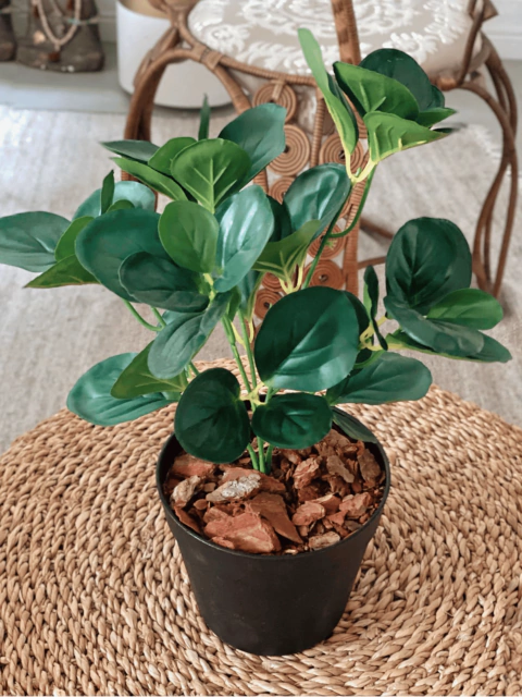 PEPEROMIA - comprar online