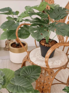 MONSTERA / Costilla de Adán - Petite Margot