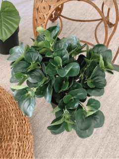 PEPEROMIA