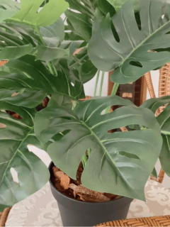 MONSTERA / Costilla de Adán en internet