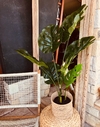 Planta Artificial Costilla De Adan Monstera 90 cm